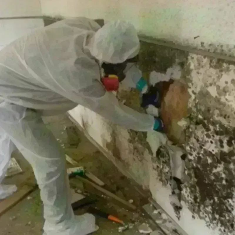 Mold Remediation and Removal in Laguna, NM